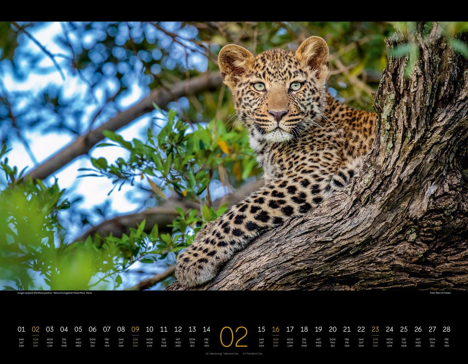 Bild: 9783838425900 | Wildes Afrika Kalender 2025 | Ackermann Kunstverlag | Kalender | 14 S.