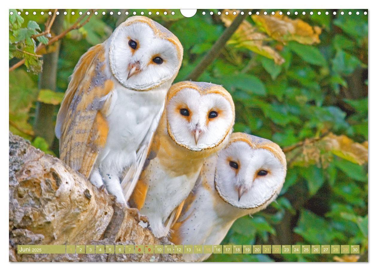 Bild: 9783457183779 | Wald-Kindergarten: Tierkinder im Wald (Wandkalender 2025 DIN A3...