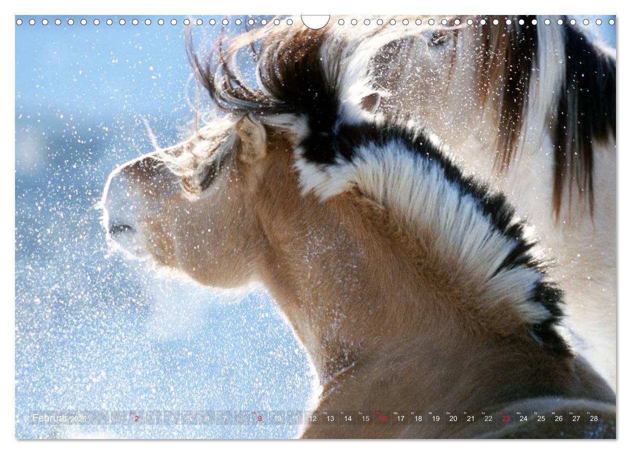 Bild: 9783435753994 | Fjordpferde - Norweger (Wandkalender 2025 DIN A3 quer), CALVENDO...