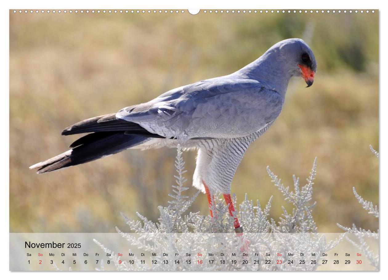 Bild: 9783435650712 | Falken und Greifvögel. Edle Jäger (Wandkalender 2025 DIN A2 quer),...