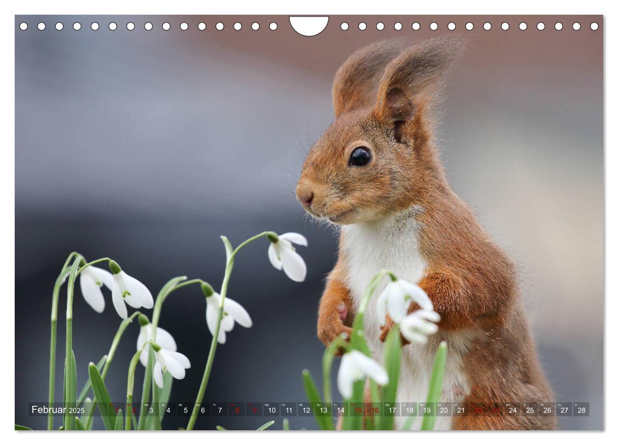 Bild: 9783435280285 | Eichhörnchen in zauberhaften Posen (Wandkalender 2025 DIN A4 quer),...