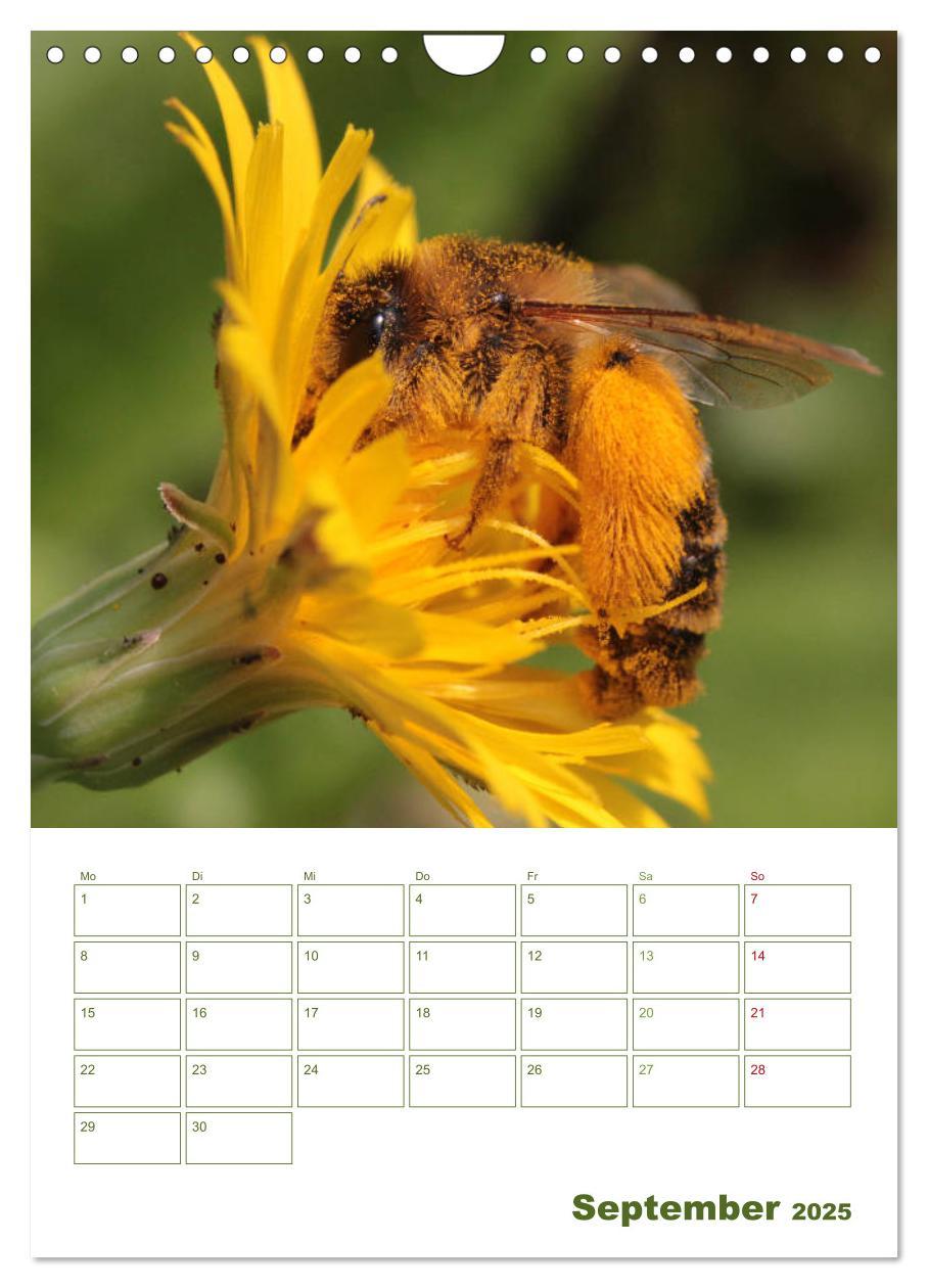 Bild: 9783457002001 | Wildbienen-Terminplaner 2025 (Wandkalender 2025 DIN A4 hoch),...