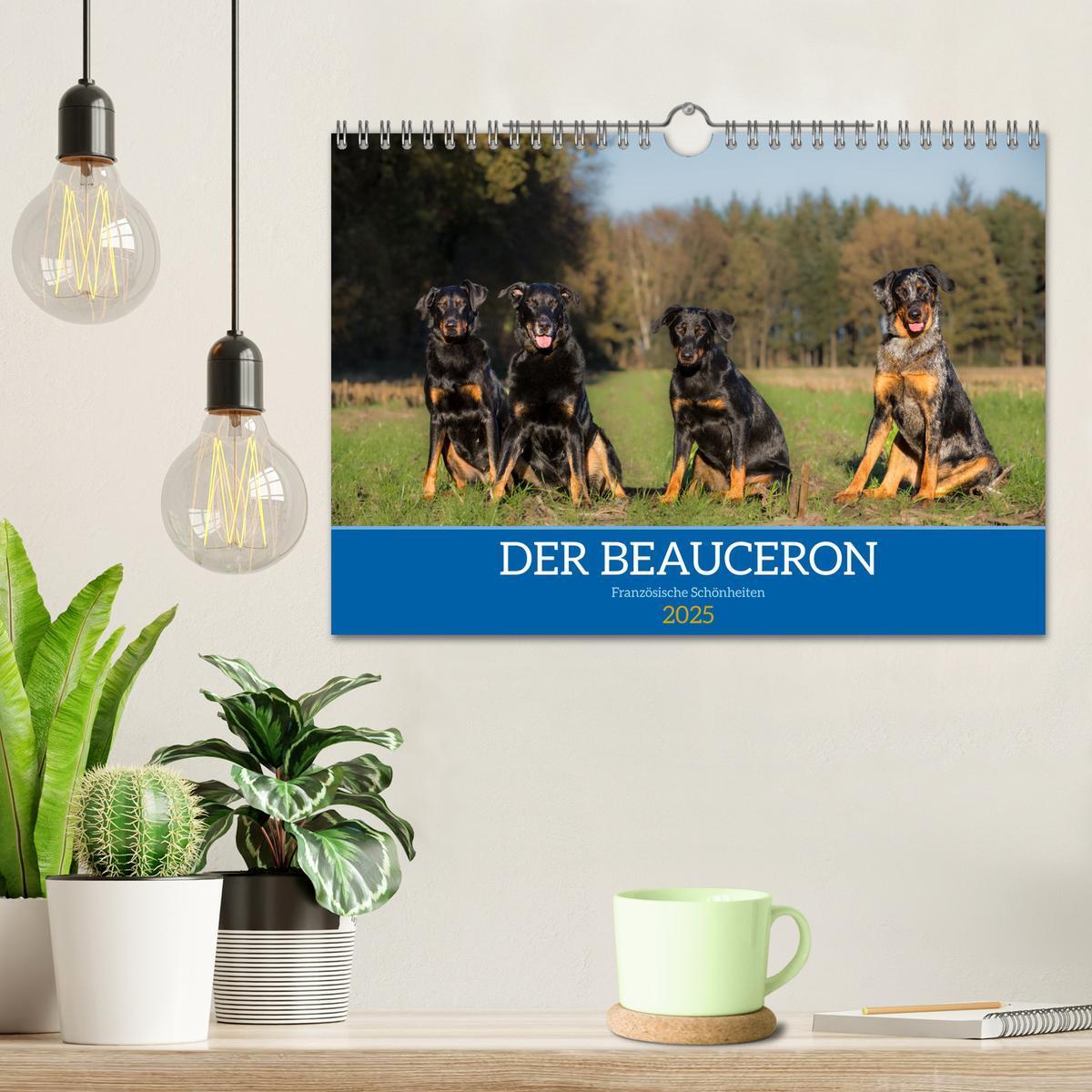 Bild: 9783457197196 | Der Beauceron (Wandkalender 2025 DIN A4 quer), CALVENDO Monatskalender