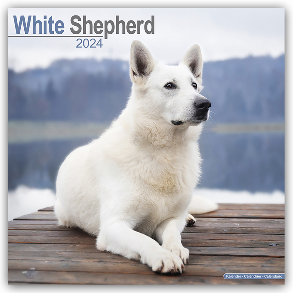 Cover: 9781804601068 | White German Shepherd - Weiße Schäferhunde 2024 - 16-Monatskalender