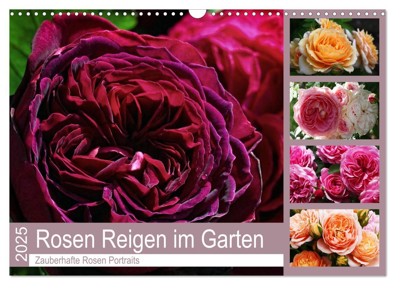 Cover: 9783435453221 | Rosen Reigen im Garten (Wandkalender 2025 DIN A3 quer), CALVENDO...