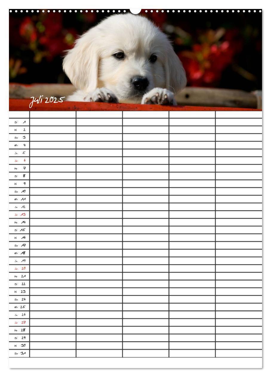 Bild: 9783457087718 | Familienplaner: Golden Retriever Welpen (Wandkalender 2025 DIN A2...