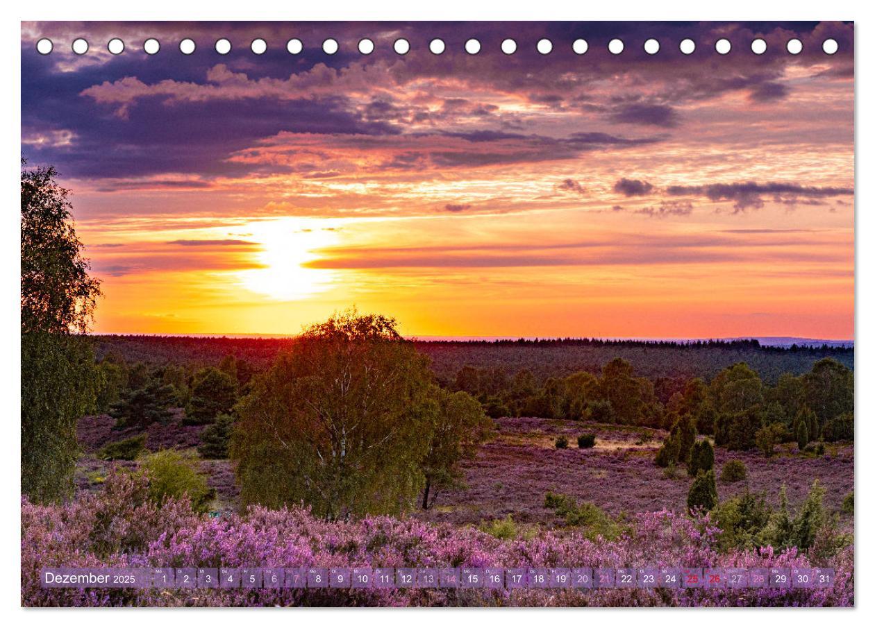 Bild: 9783383831355 | Im Blütenrausch der Lüneburger Heide (Tischkalender 2025 DIN A5...