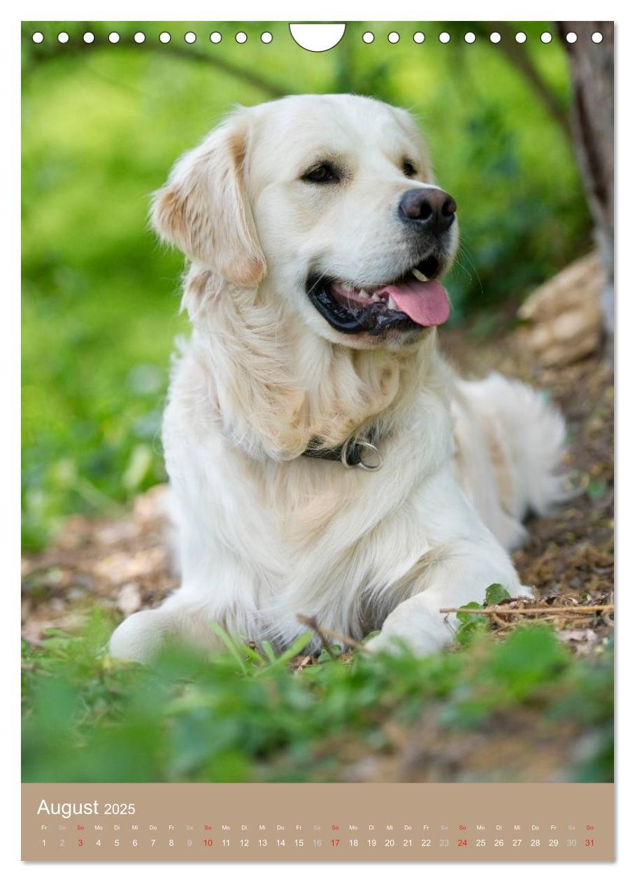 Bild: 9783457065129 | Golden Retriever (Wandkalender 2025 DIN A4 hoch), CALVENDO...