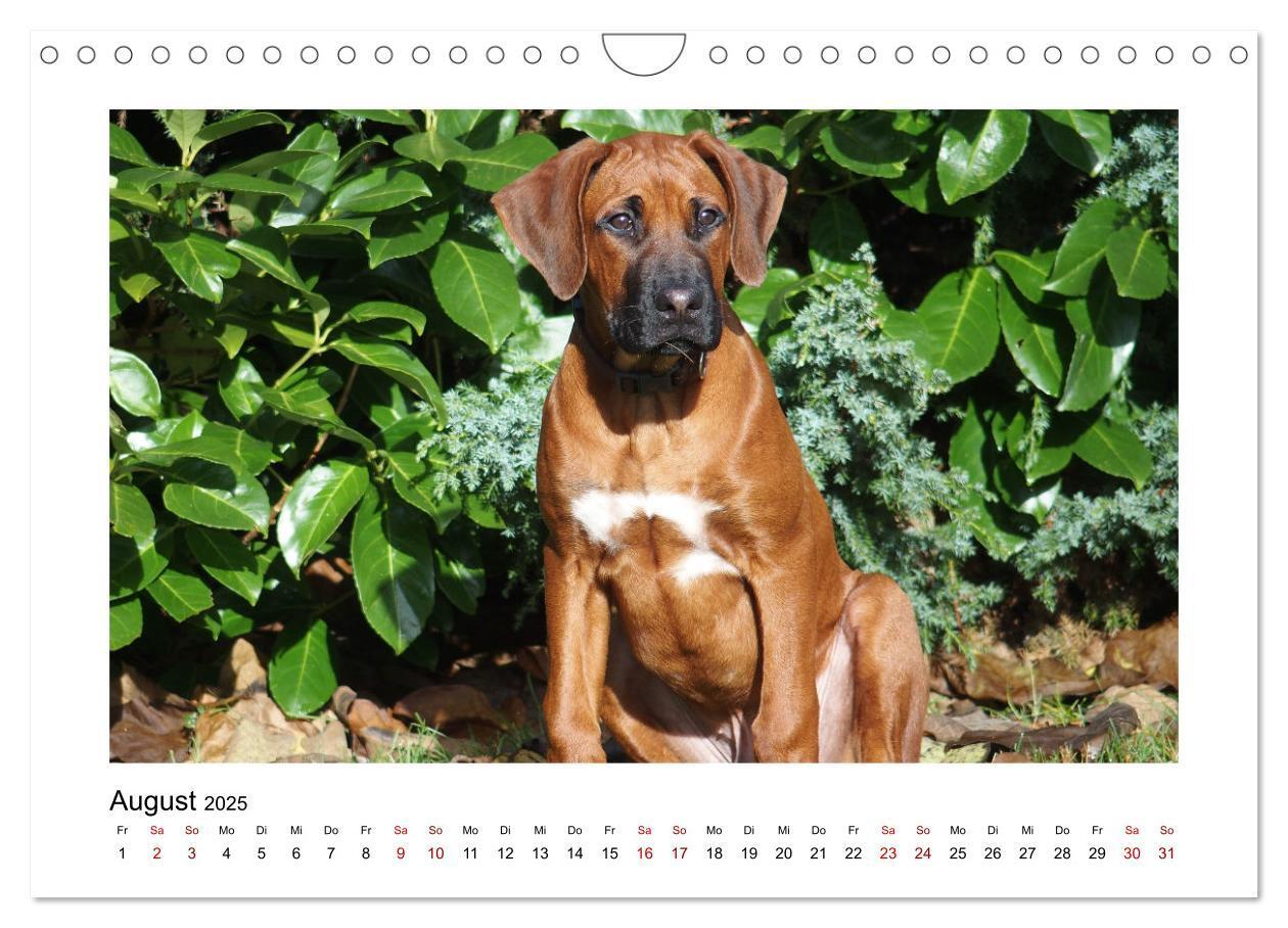 Bild: 9783383988028 | Rhodesian Ridgeback - Charmanter Dickkopf aus Afrika (Wandkalender...