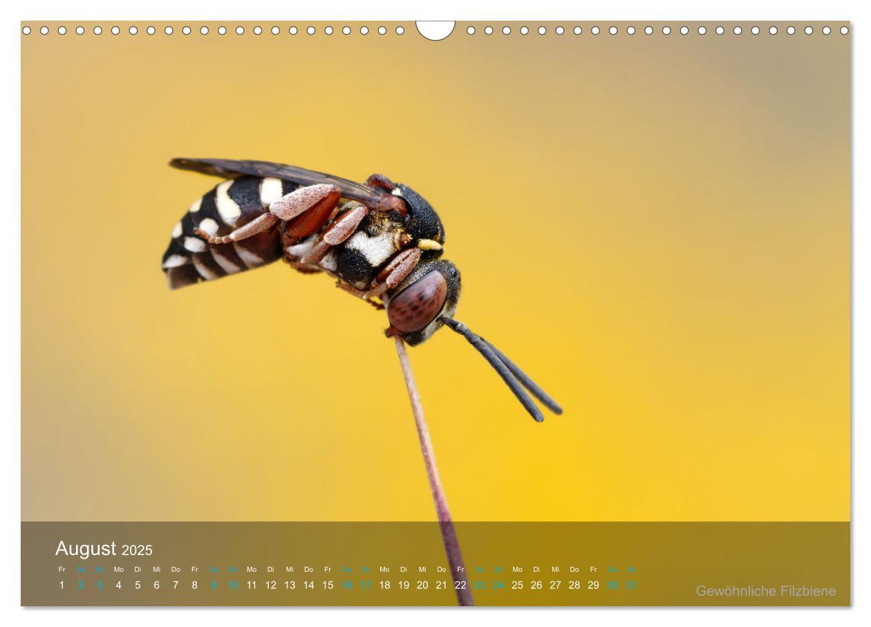 Bild: 9783383992971 | Kleine Kostbarkeiten Insekten (Wandkalender 2025 DIN A3 quer),...