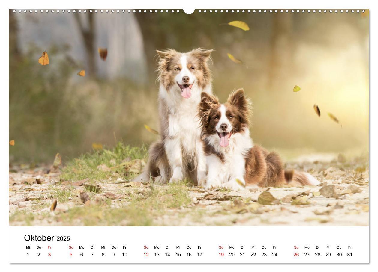 Bild: 9783435188130 | Border Collie - Bunt und clever! (hochwertiger Premium Wandkalender...