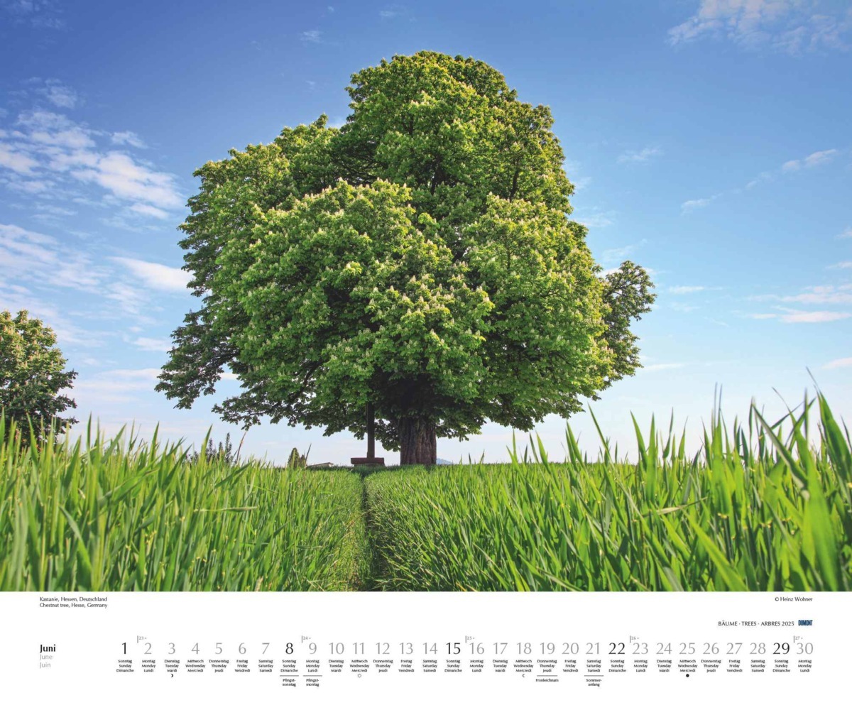 Bild: 4250809652733 | DUMONT - Bäume 2025 Wandkalender, 60x50cm, Fotokunst-Kalender mit...