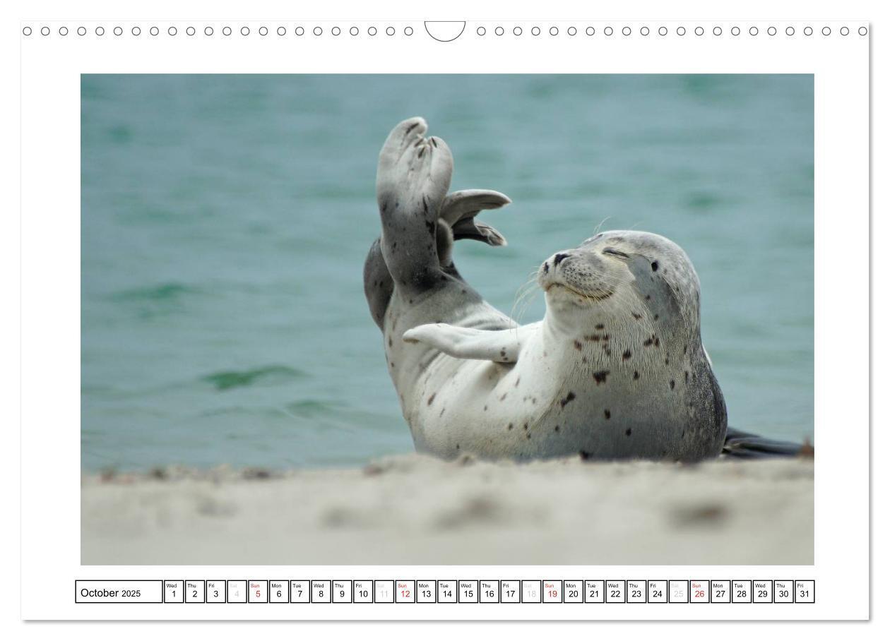 Bild: 9781325938506 | Seals on the Beach (Wall Calendar 2025 DIN A3 landscape), CALVENDO...