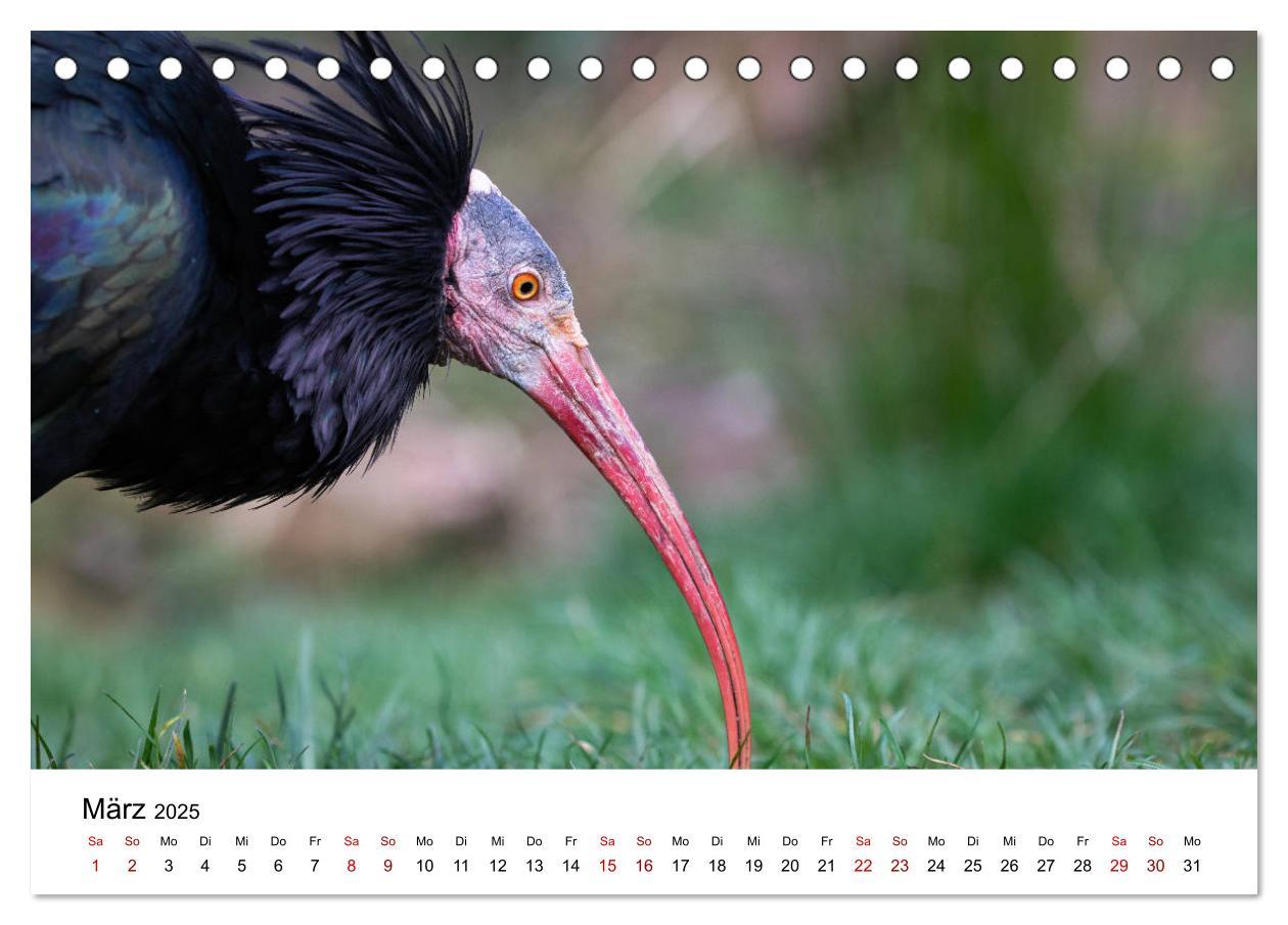 Bild: 9783435135714 | Der Waldrapp - Ein skurriler Vogel (Tischkalender 2025 DIN A5...