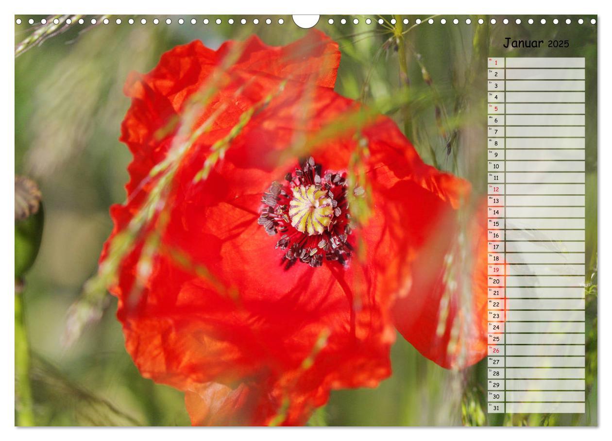 Bild: 9783435288137 | Klatschmohn im Feld (Wandkalender 2025 DIN A3 quer), CALVENDO...