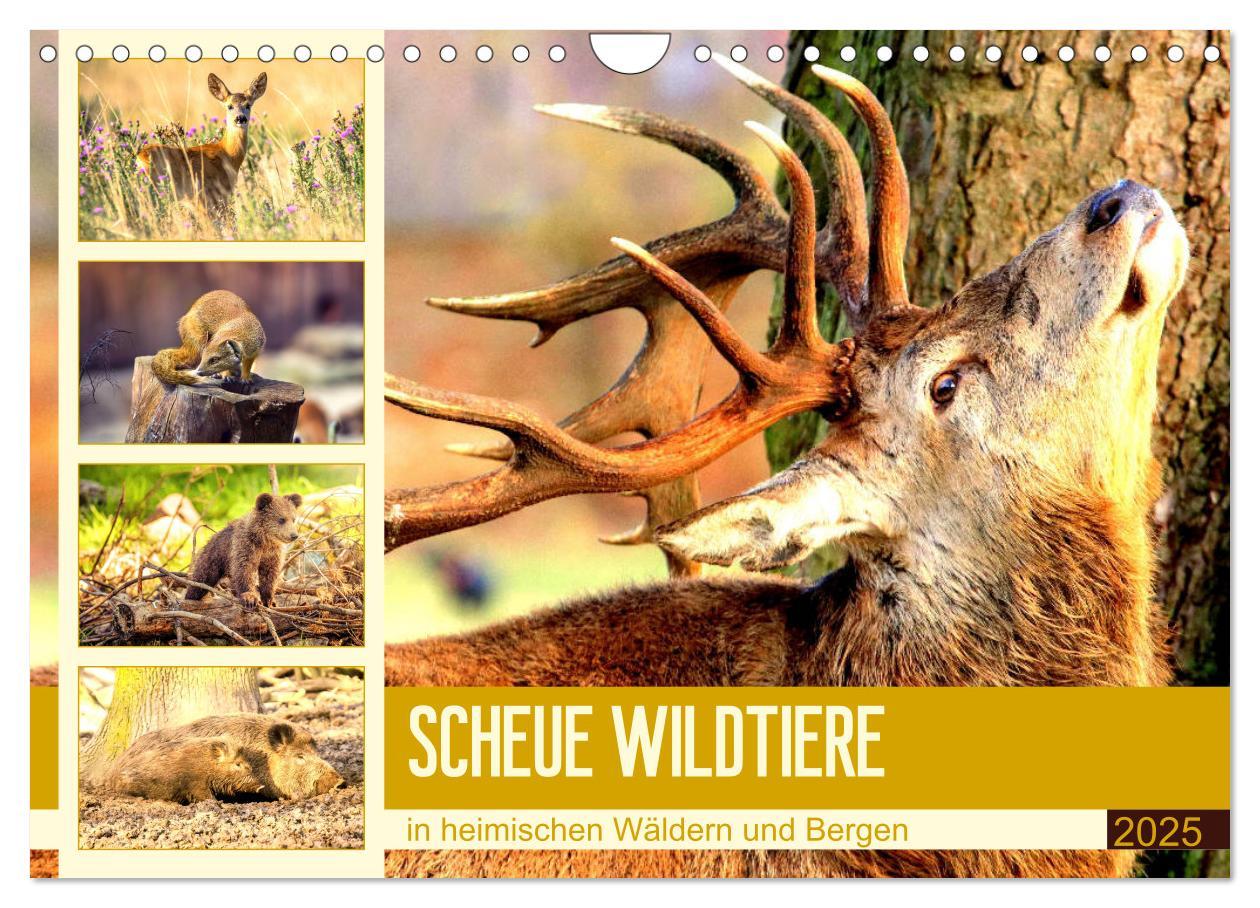 Cover: 9783435176588 | Scheue Wildtiere in heimischen Wäldern und Bergen (Wandkalender...