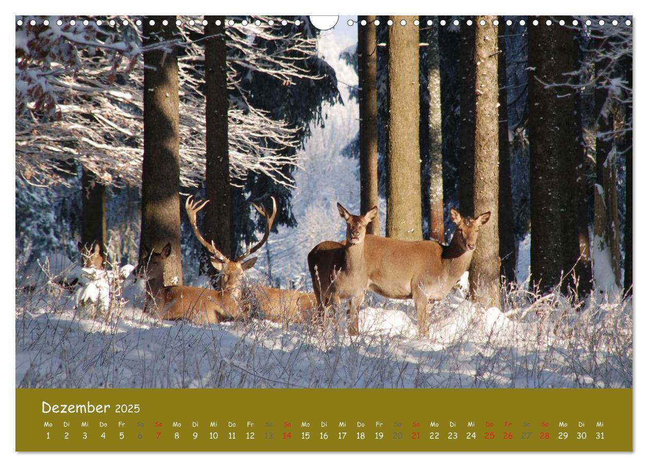 Bild: 9783435634569 | Begegnungen. DER HIRSCH (Wandkalender 2025 DIN A3 quer), CALVENDO...