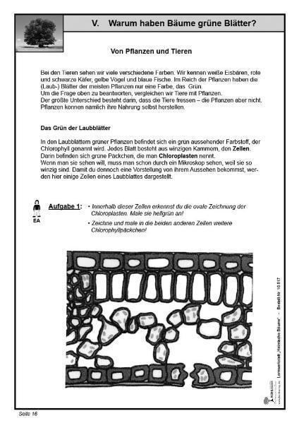 Bild: 9783866328174 | Lernwerkstatt Heimische Bäume | Wolfgang Wertenbroch | Taschenbuch