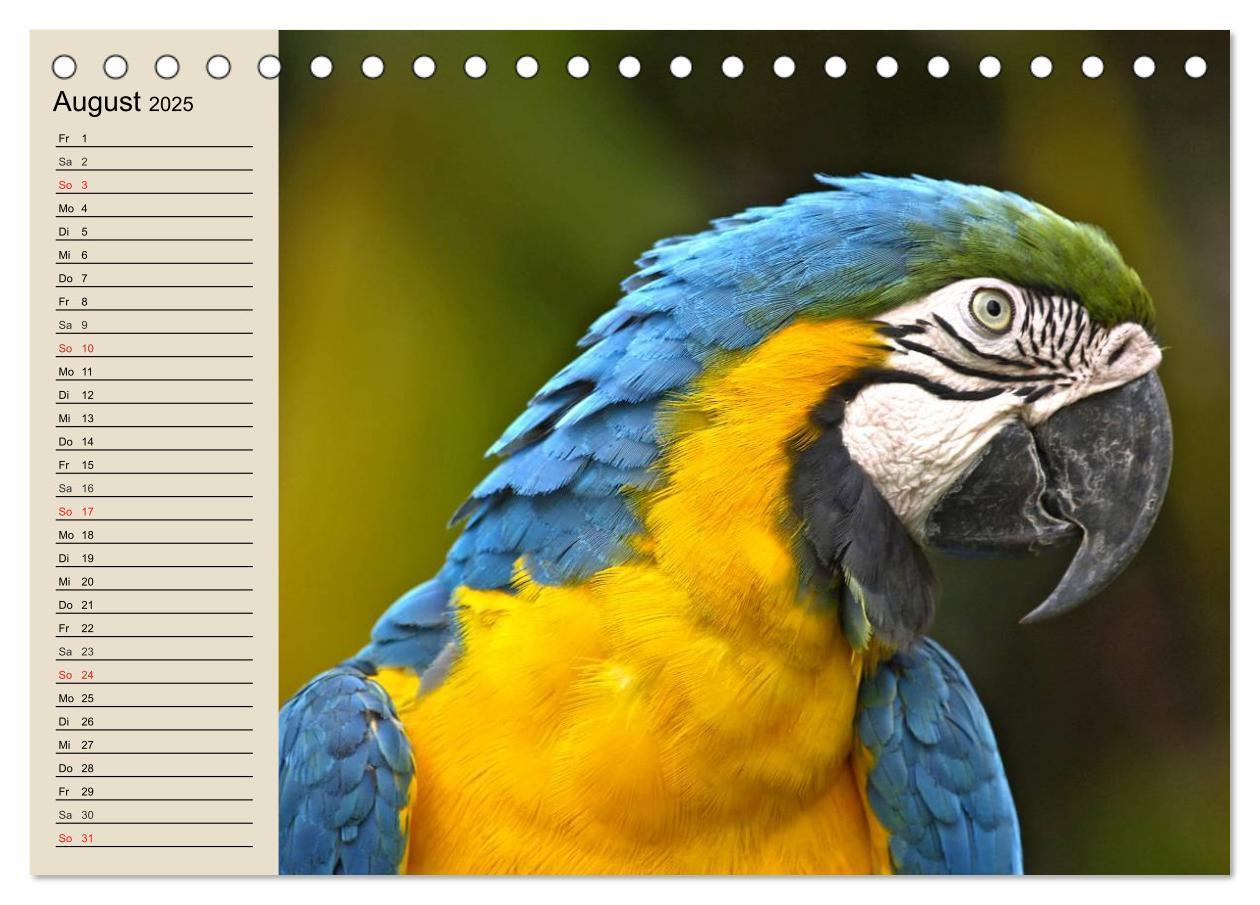 Bild: 9783435525263 | Regenwald. Tiere im Dschungel (Tischkalender 2025 DIN A5 quer),...