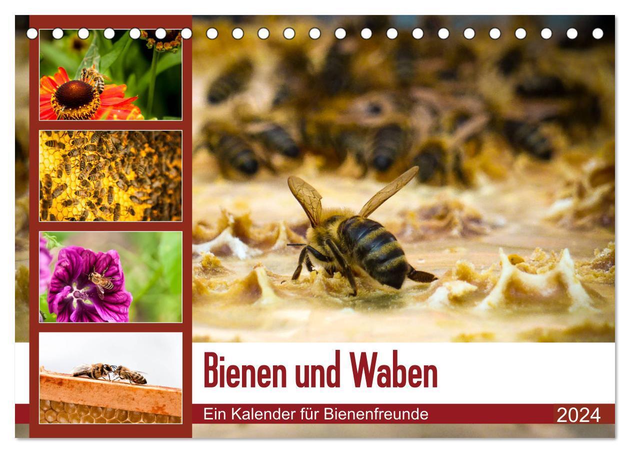 Cover: 9783383060854 | Bienen und Waben (Tischkalender 2024 DIN A5 quer), CALVENDO...
