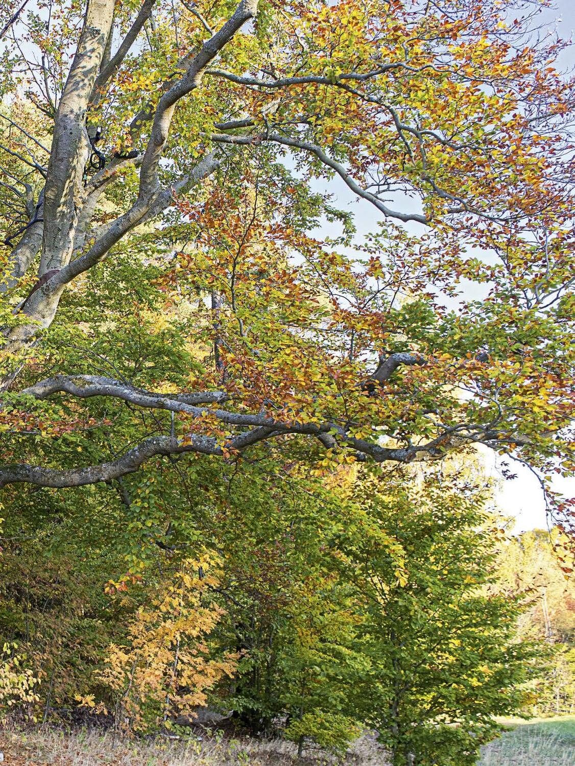 Bild: 9783955870942 | Faszinierende Bäume in der Oberpfalz | Jürgen Schuller | Buch | 176 S.