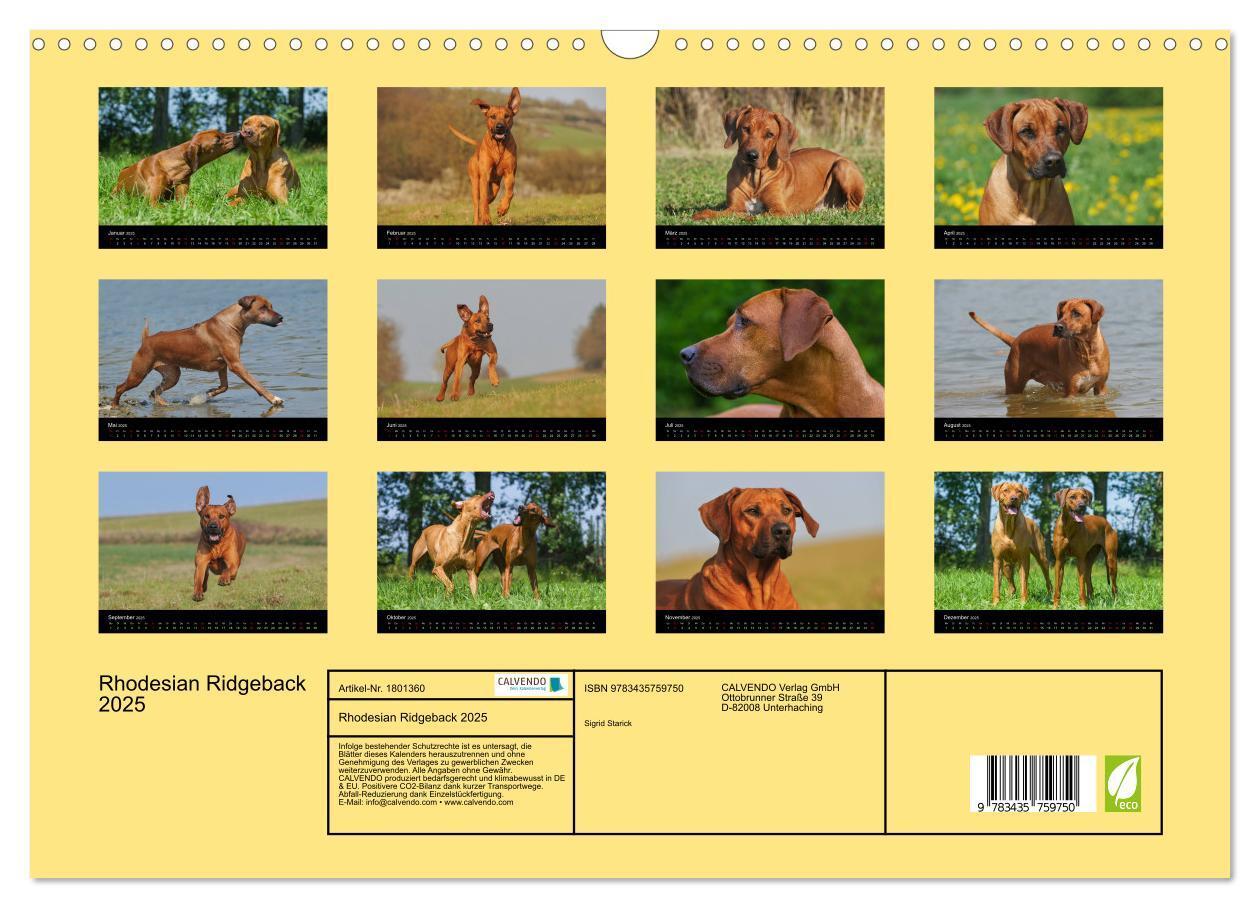 Bild: 9783435759750 | Rhodesian Ridgeback 2025 (Wandkalender 2025 DIN A3 quer), CALVENDO...