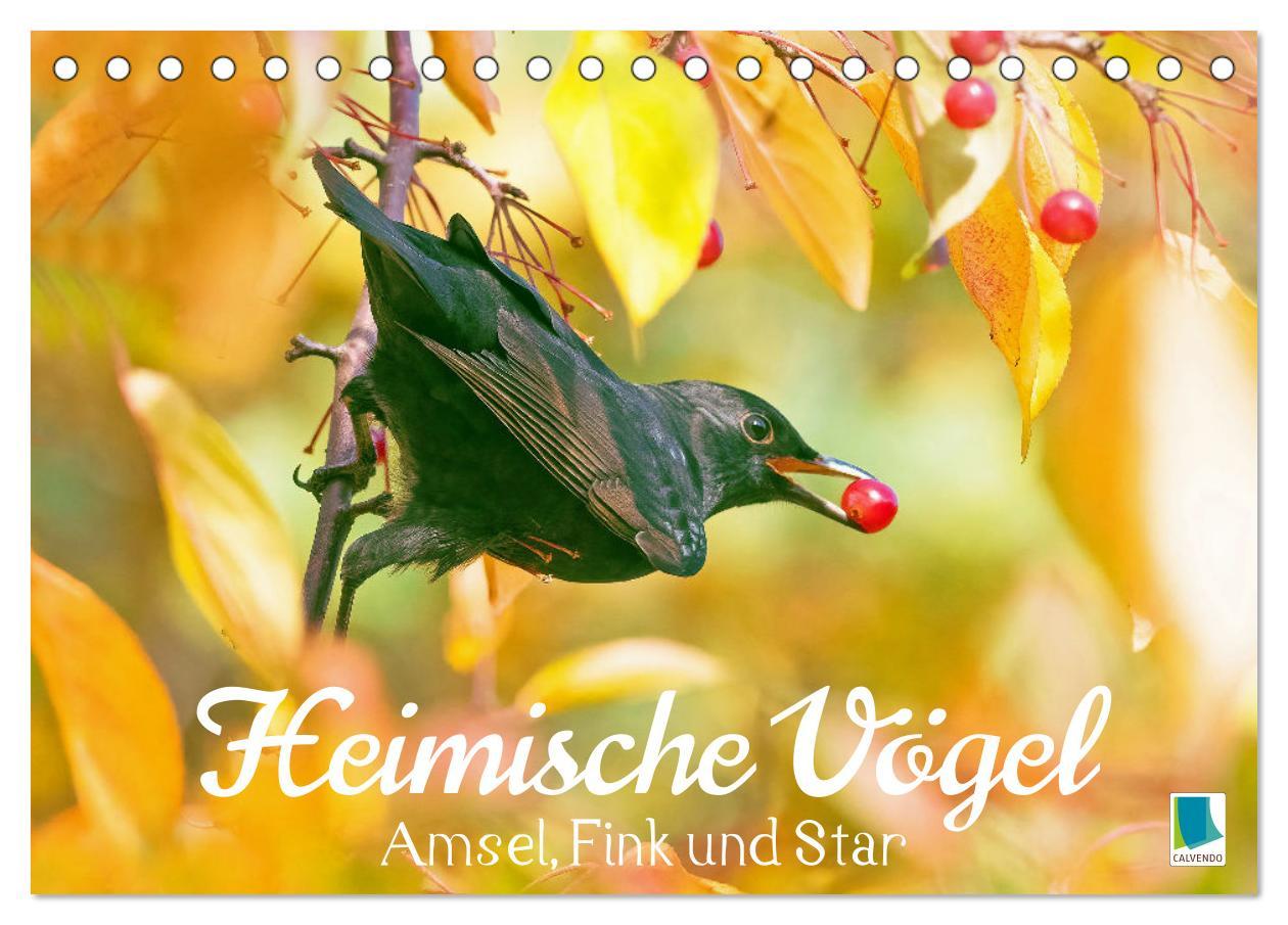 Cover: 9783383875182 | Amsel, Fink und Star: Heimische Vögel (Tischkalender 2025 DIN A5...