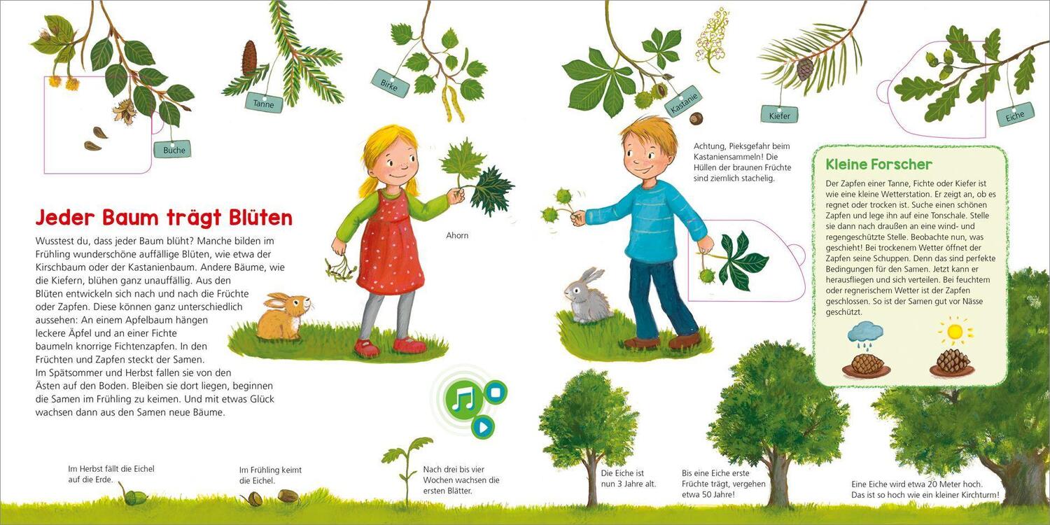 Bild: 9783788676414 | BOOKii WAS IST WAS Kindergarten Entdecke den Wald | Buch | Deutsch