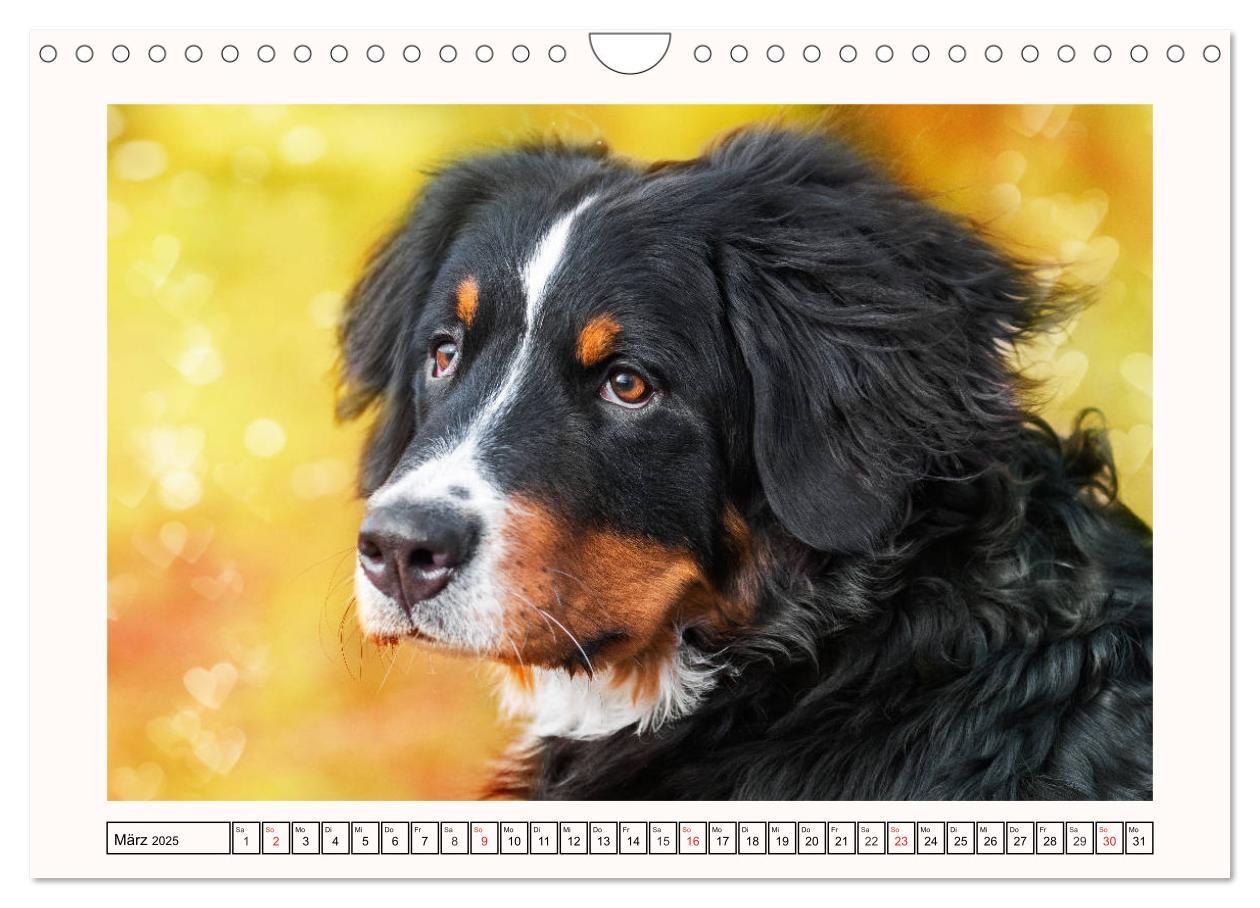 Bild: 9783435136001 | Berner Sennenhunde - Träumereien (Wandkalender 2025 DIN A4 quer),...