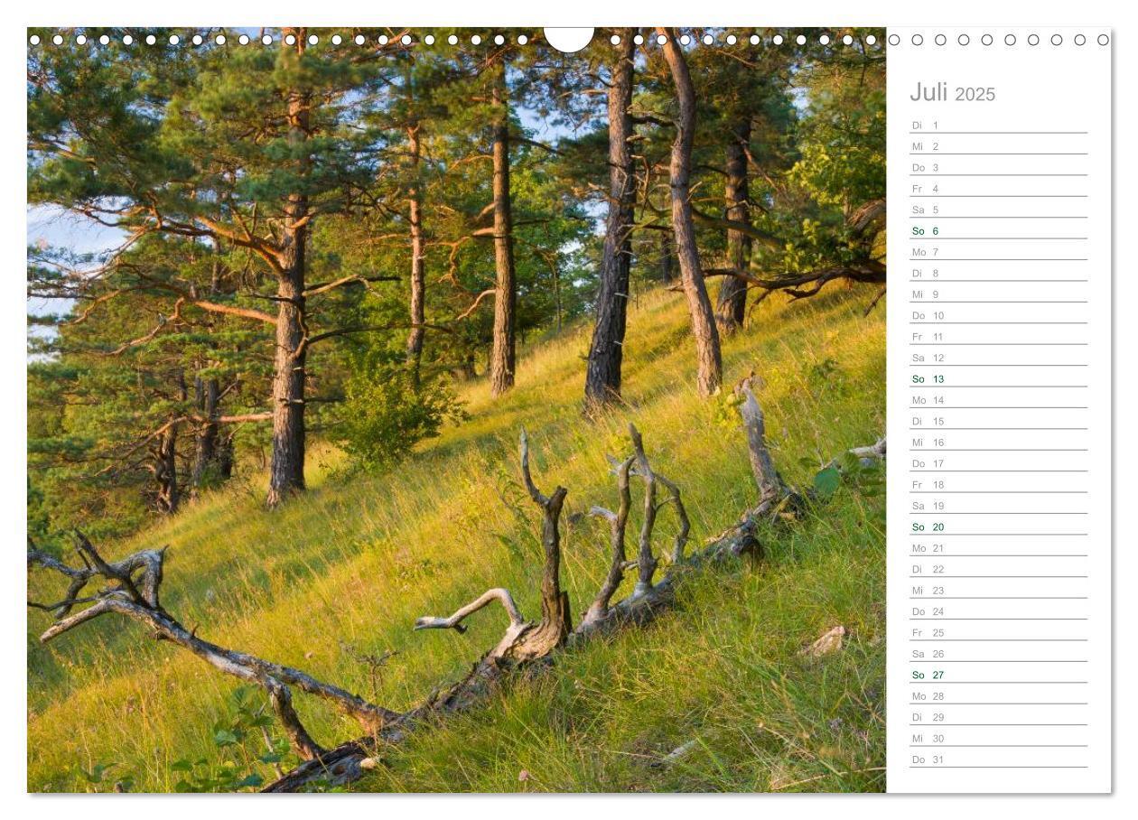 Bild: 9783435542369 | Im Deutschen Wald 2025 - ein Notizkalender (Wandkalender 2025 DIN...