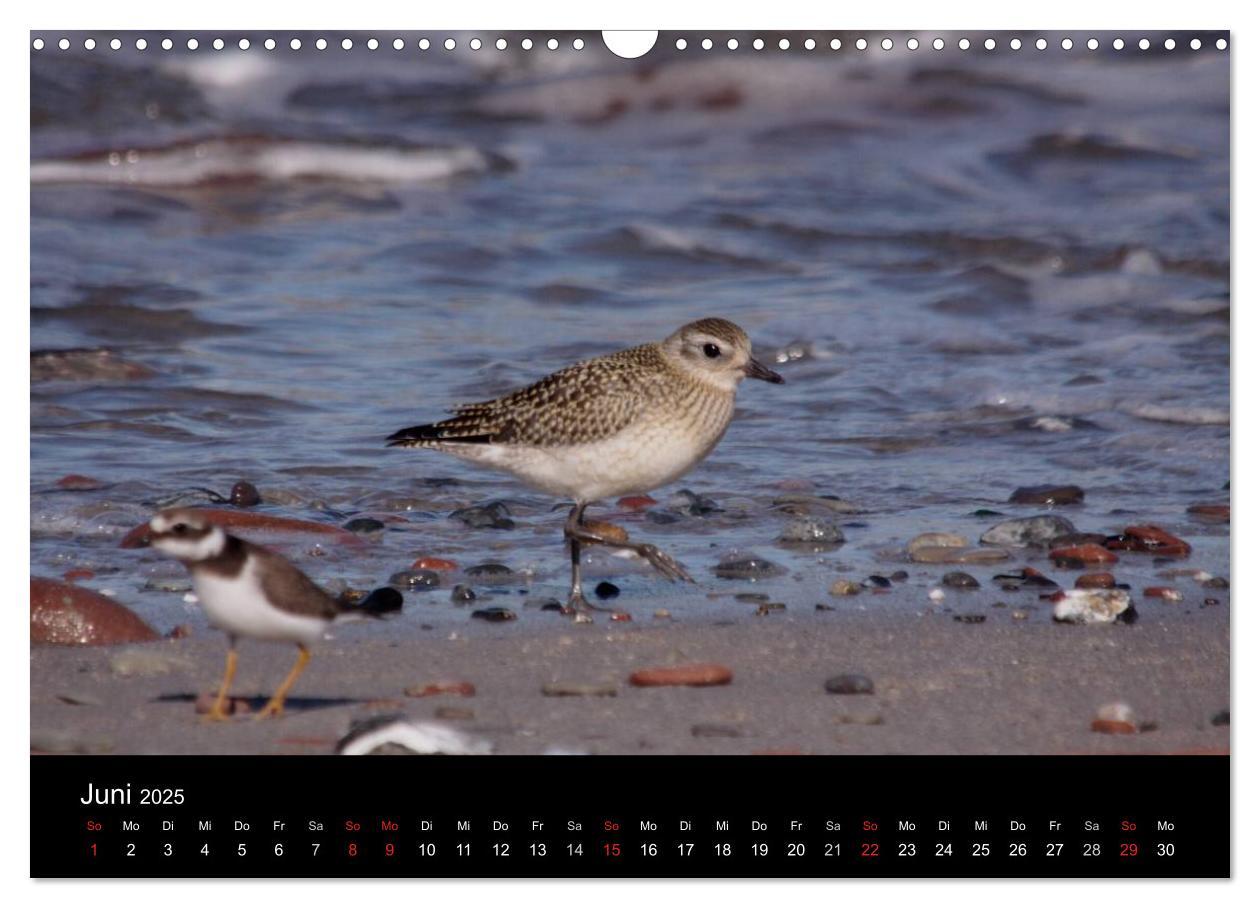 Bild: 9783435512737 | Limikolen Watvögel auf dem Zug (Wandkalender 2025 DIN A3 quer),...