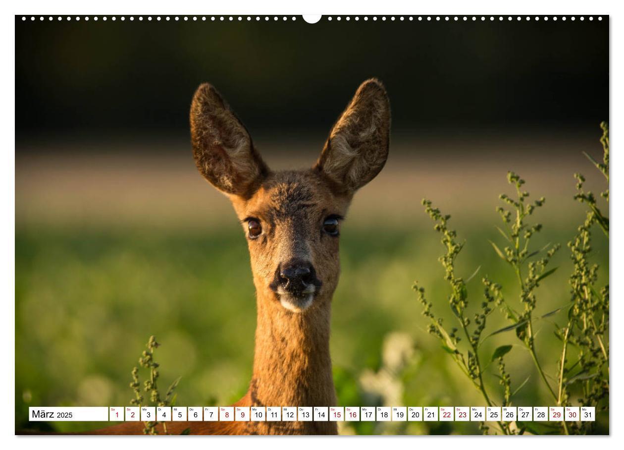 Bild: 9783435339426 | Anmut mit sanften Augen - Rehwild in der freien Natur (hochwertiger...