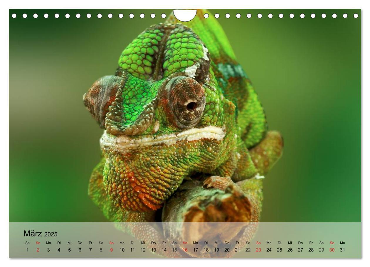 Bild: 9783435625727 | Reptilien Schlangen, Echsen und Co. (Wandkalender 2025 DIN A4...