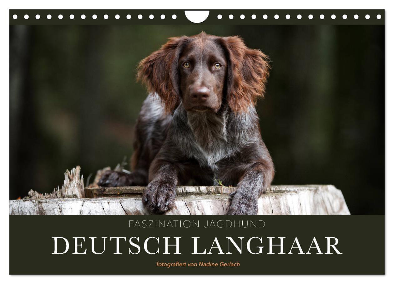 Cover: 9783675836808 | Faszination Jagdhund - Deutsch Langhaar (Wandkalender 2024 DIN A4...