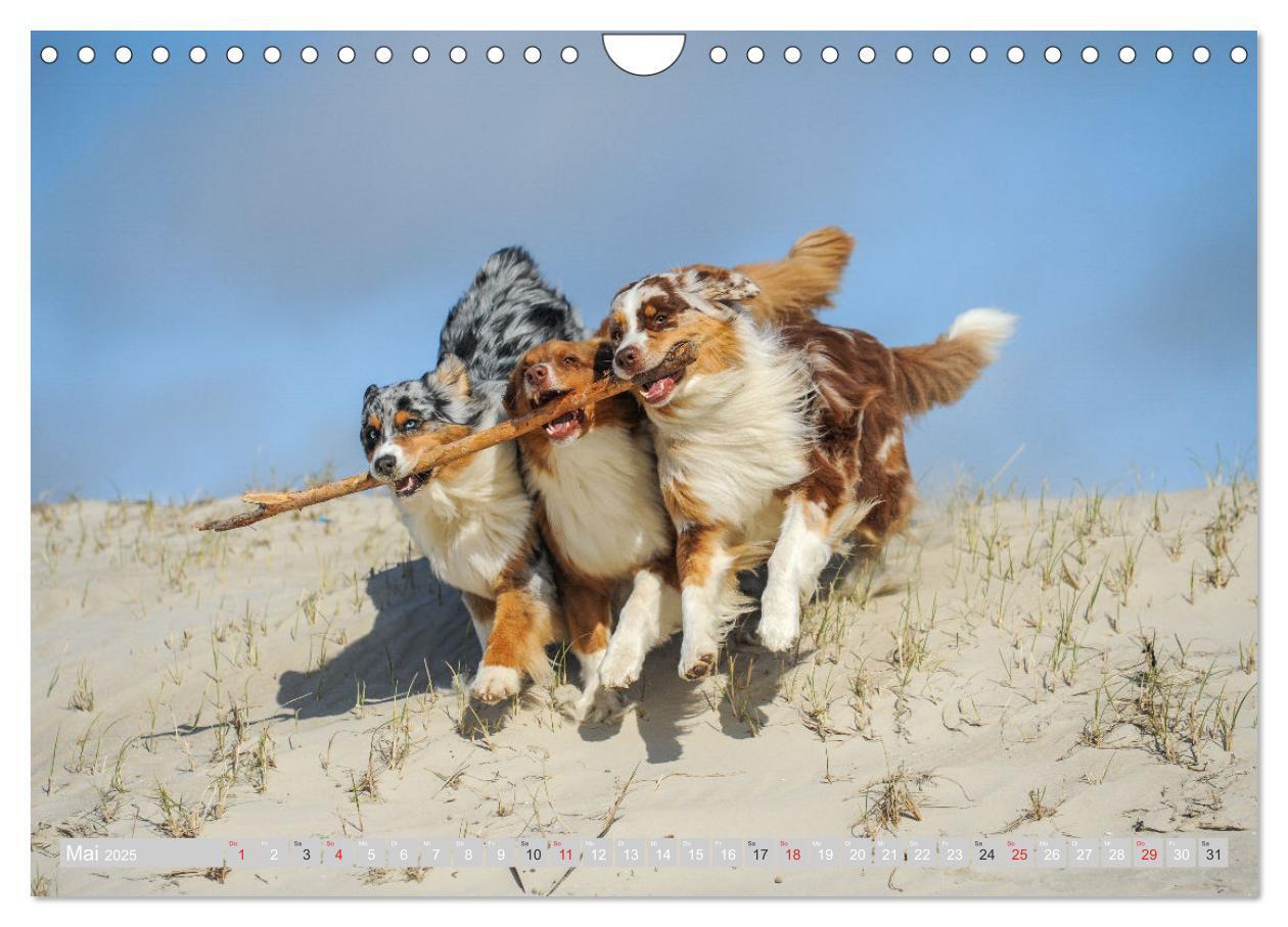 Bild: 9783435547548 | Australian Shepherd 2025 (Wandkalender 2025 DIN A4 quer), CALVENDO...