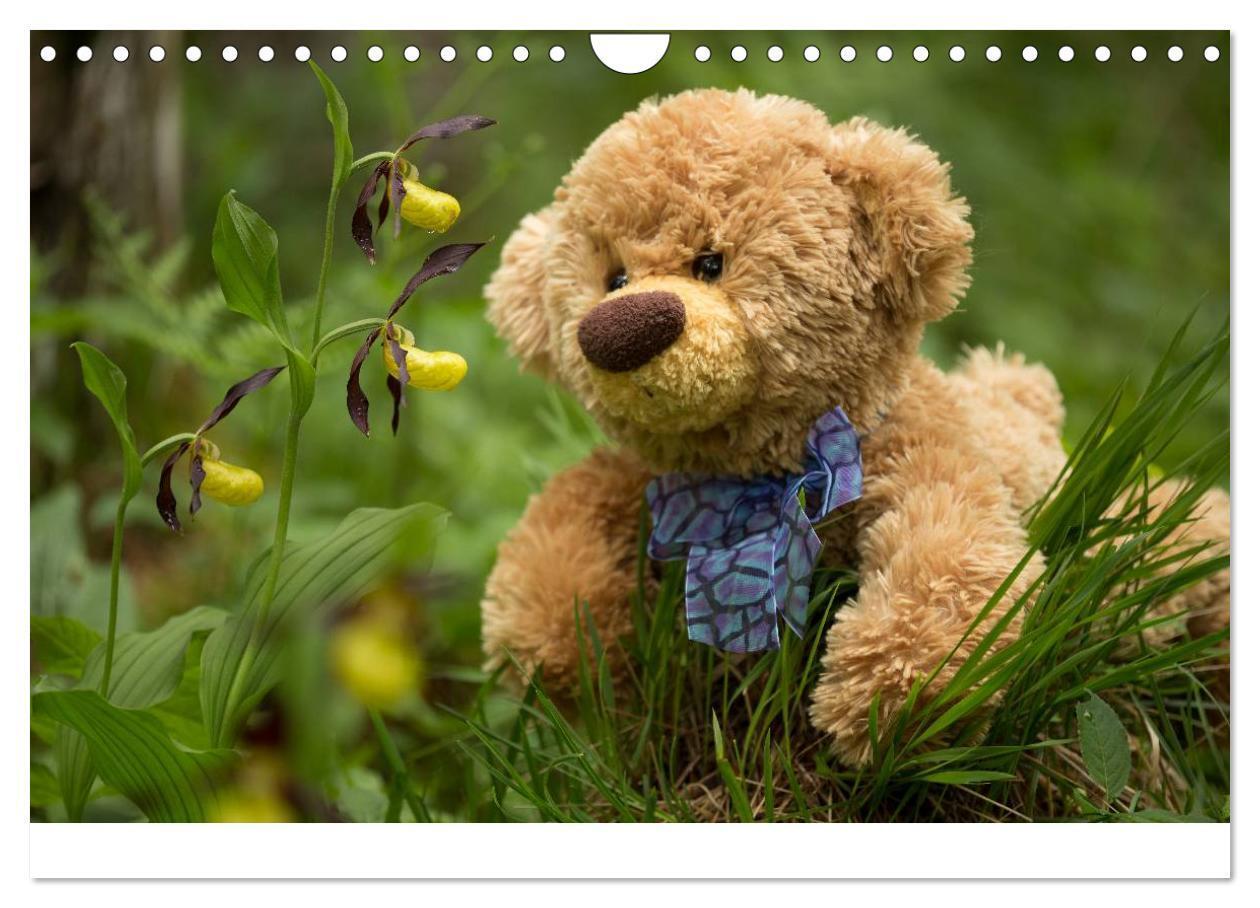 Bild: 9783435503414 | Travelling Teddy 2025 (Wandkalender 2025 DIN A4 quer), CALVENDO...