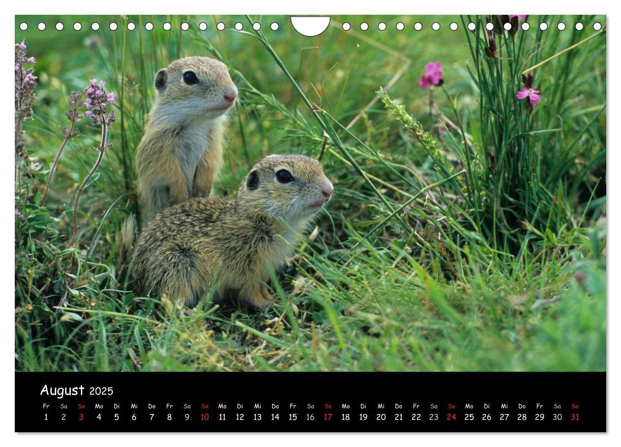 Bild: 9783435727445 | Naturjuwelen - Neusiedler See (Wandkalender 2025 DIN A4 quer),...