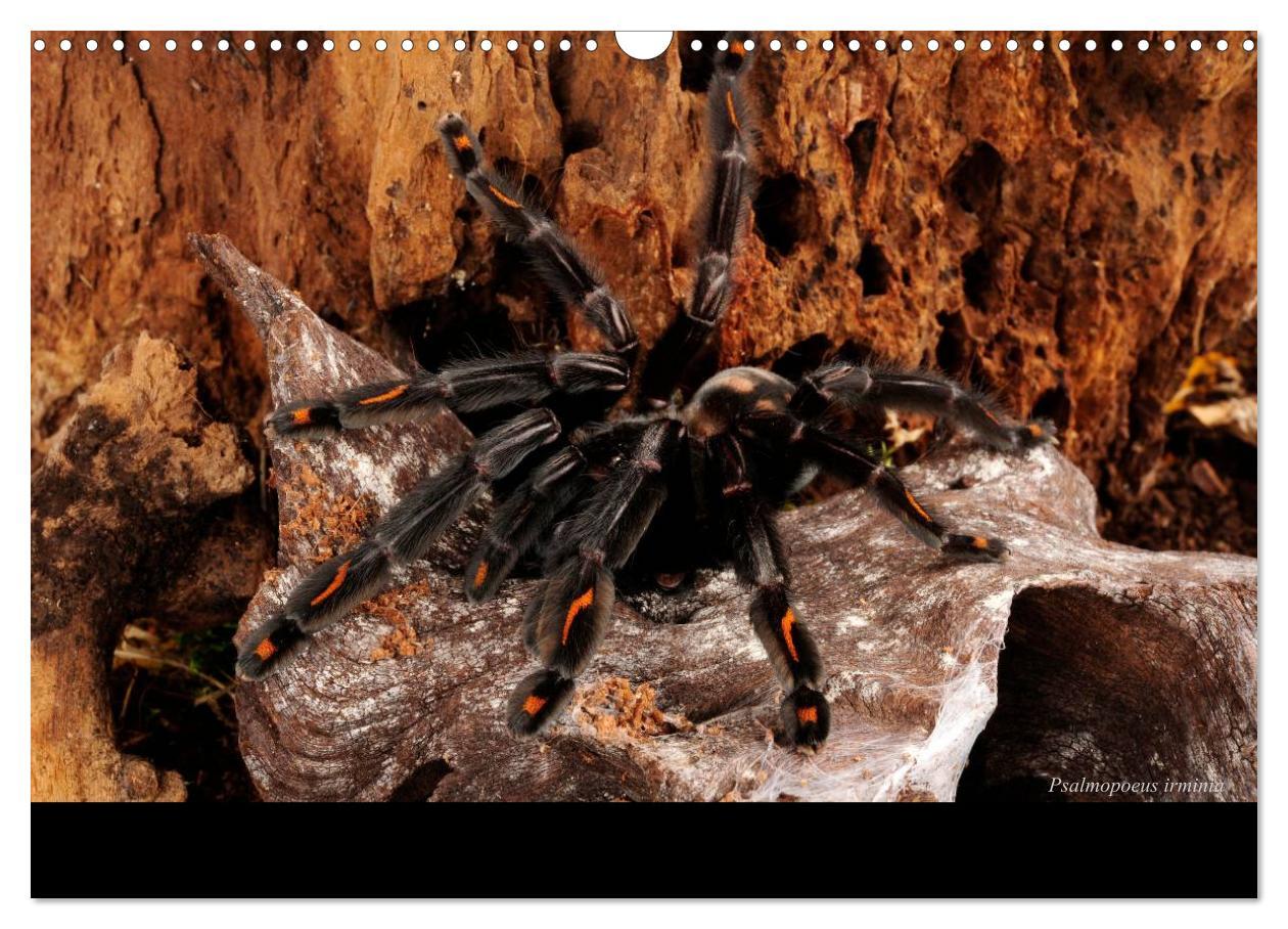 Bild: 9783435775866 | Vogelspinnen - Tarantulas (Wandkalender 2025 DIN A3 quer), CALVENDO...