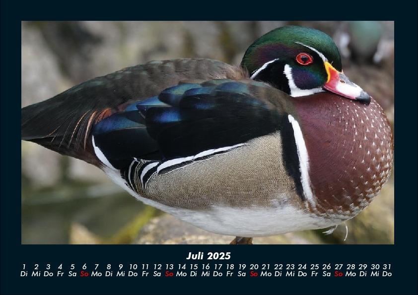 Bild: 9783755989561 | Enten 2025 Fotokalender DIN A4 | Tobias Becker | Kalender | Kalender