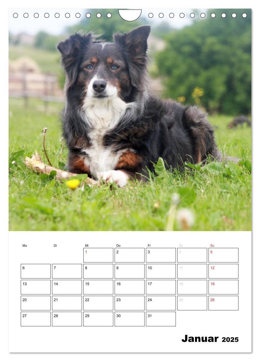 Bild: 9783457080658 | Australian Shepherd (Wandkalender 2025 DIN A4 hoch), CALVENDO...