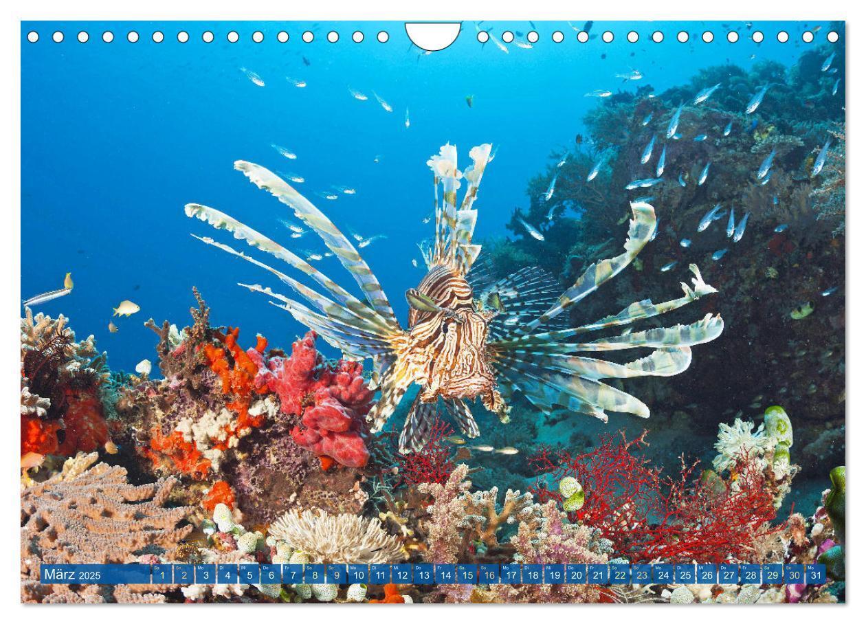 Bild: 9783383778124 | Tauchen: Wunderbares tiefblaues Meer (Wandkalender 2025 DIN A4...