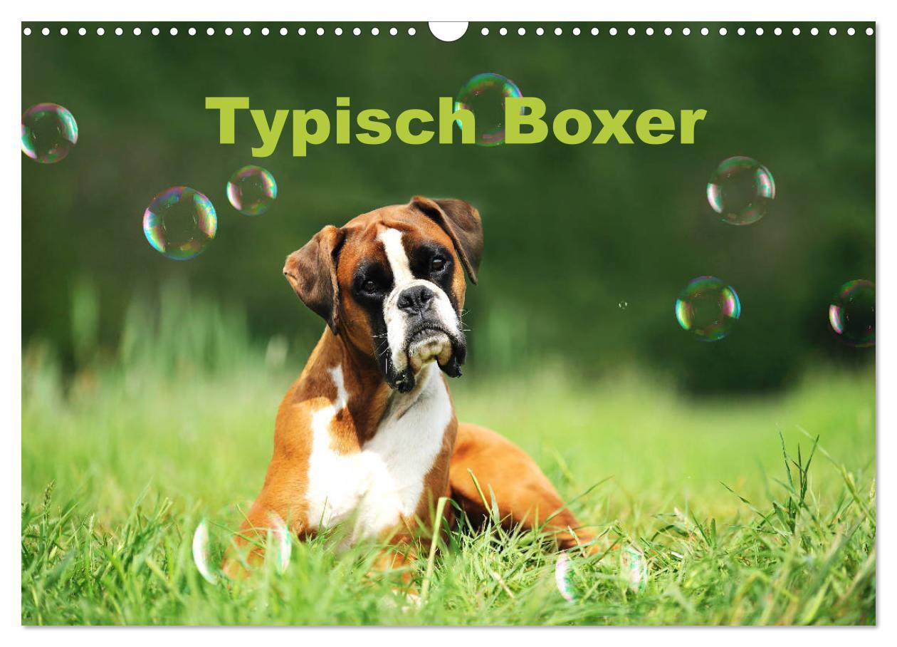 Cover: 9783435339990 | Typisch Boxer (Wandkalender 2025 DIN A3 quer), CALVENDO Monatskalender