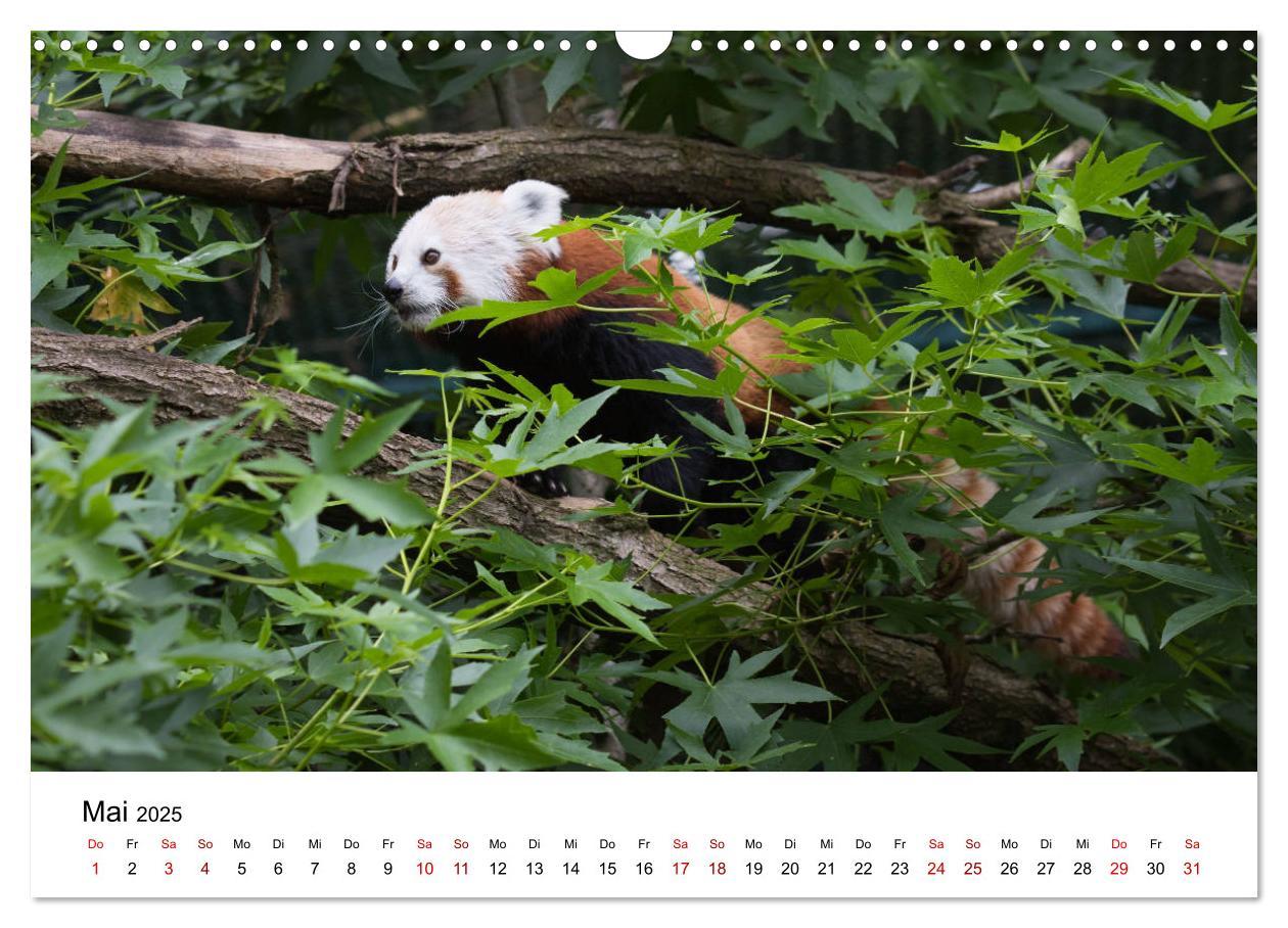 Bild: 9783435330140 | Rote Pandas - geschickte Kletterer (Wandkalender 2025 DIN A3 quer),...