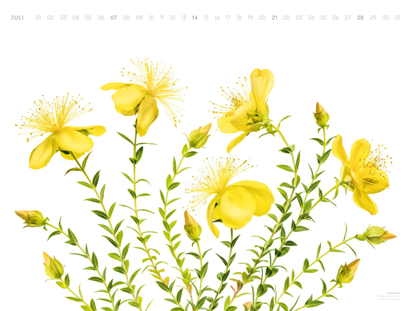 Bild: 9783838424309 | Flowers - Mandy Disher - Kalender 2024 | Mandy Disher (u. a.) | 14 S.