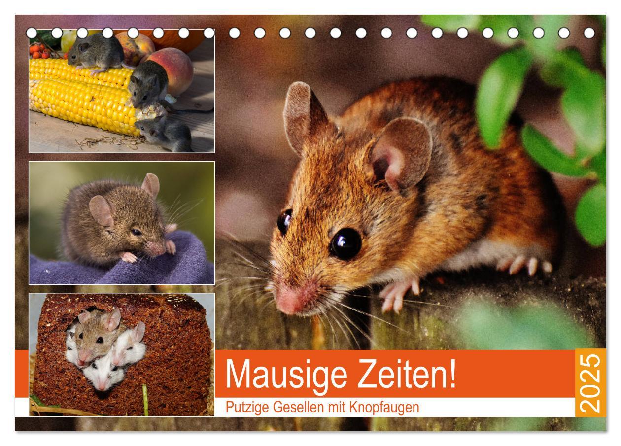 Cover: 9783435337552 | Mausige Zeiten! Putzige Gesellen mit Knopfaugen (Tischkalender 2025...