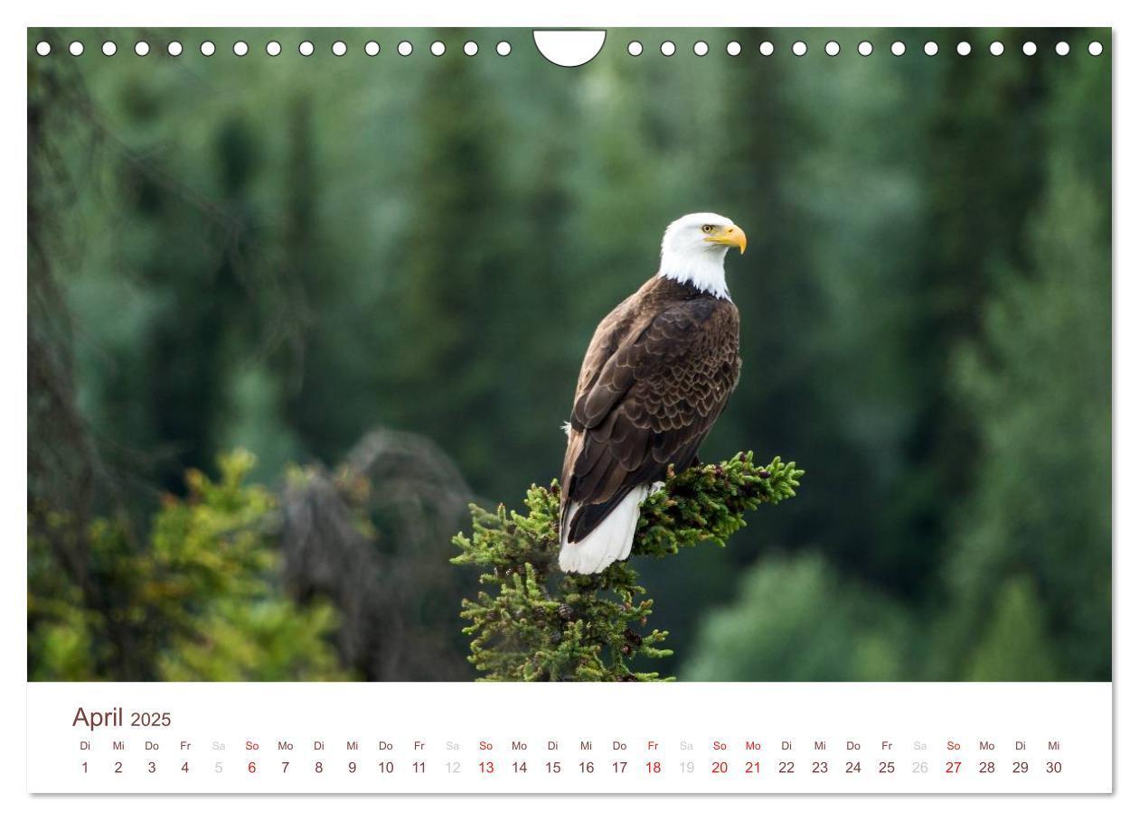 Bild: 9783435793631 | Der Alaska Kalender (Wandkalender 2025 DIN A4 quer), CALVENDO...