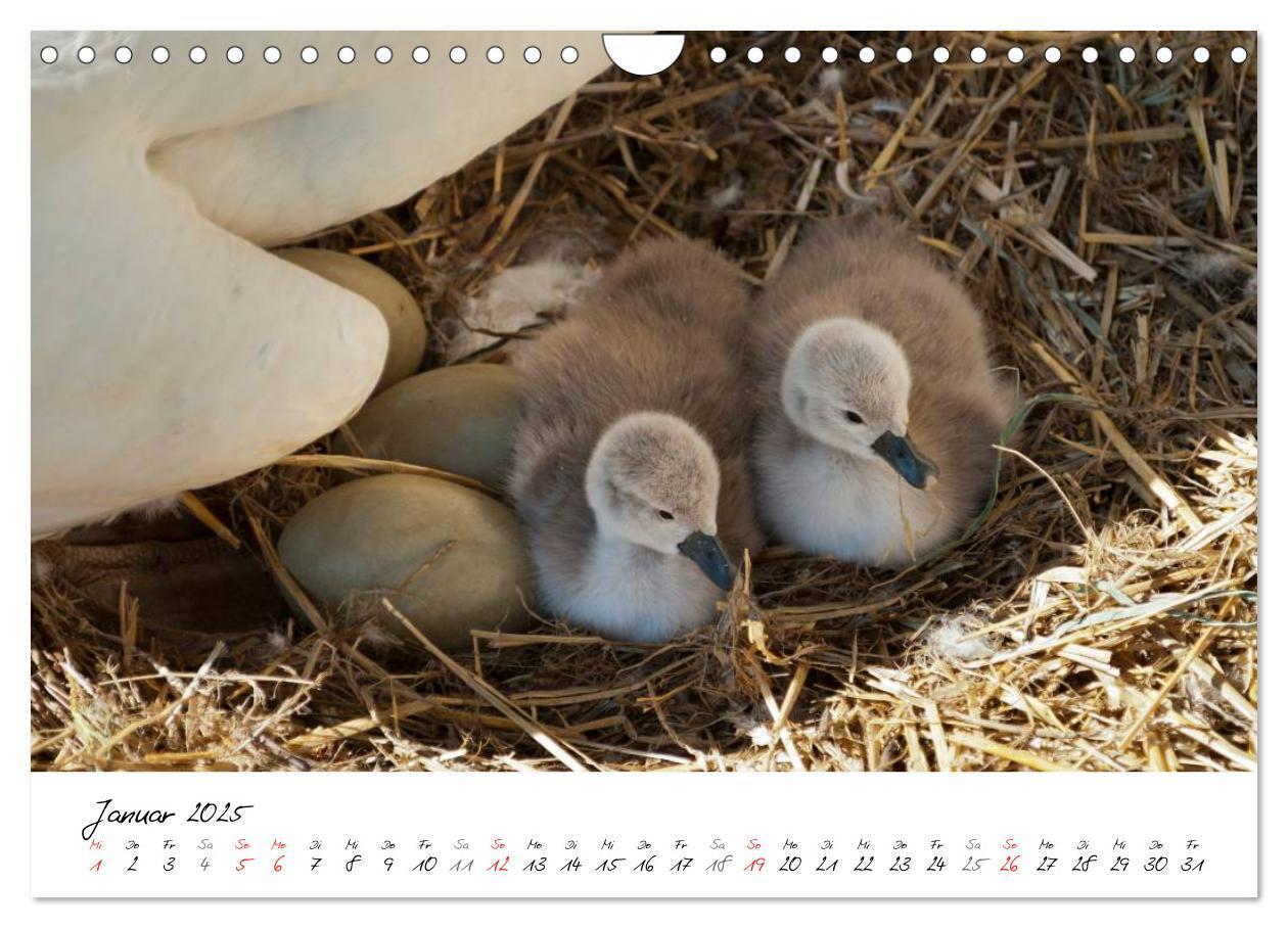 Bild: 9783435651313 | Vom Küken zum Schwan (Wandkalender 2025 DIN A4 quer), CALVENDO...