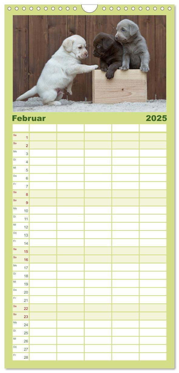 Bild: 9783457110102 | Familienplaner 2025 - Labrador Welpen mit 5 Spalten (Wandkalender,...