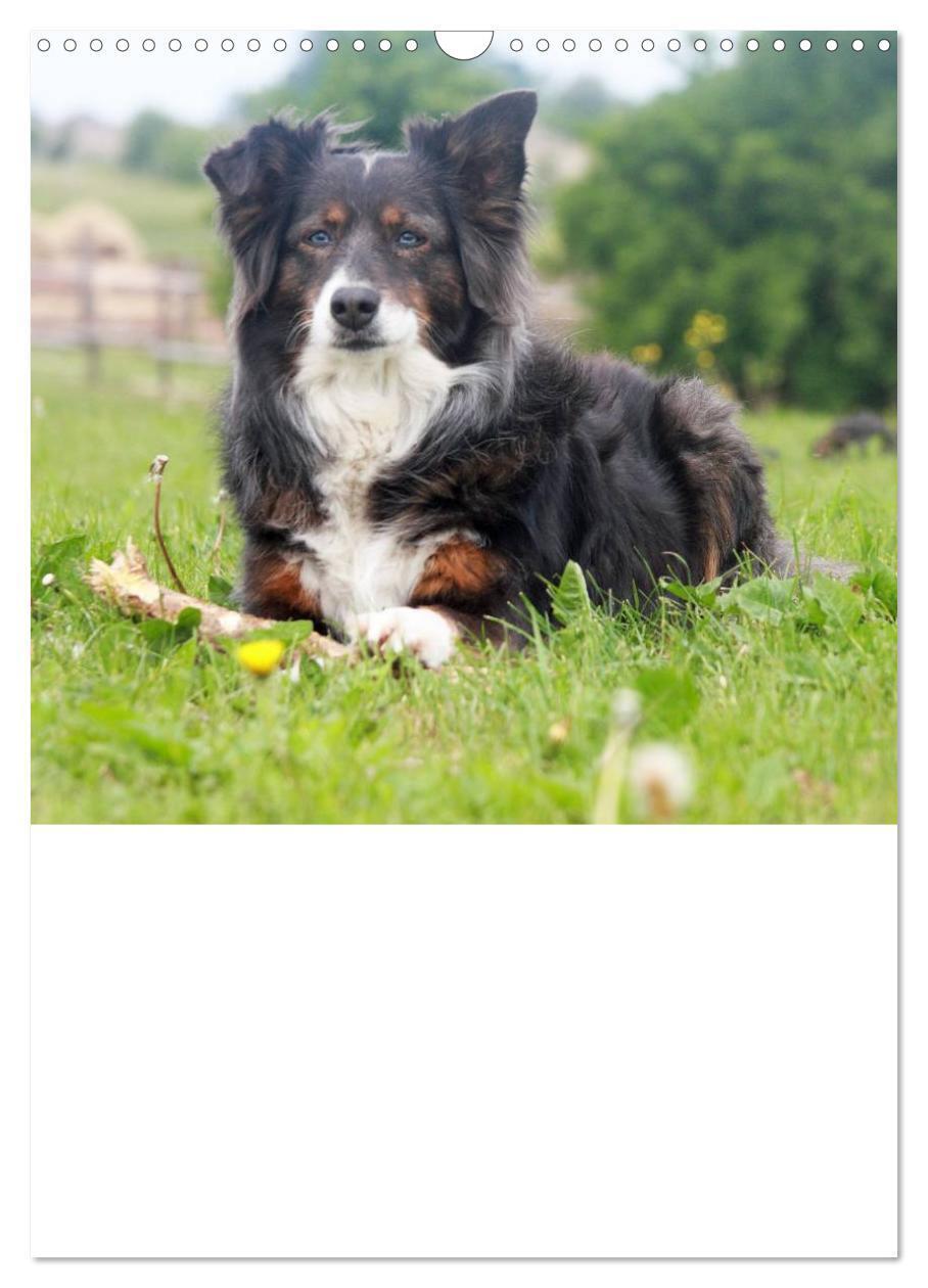 Bild: 9783457080207 | Australian Shepherd (Wandkalender 2025 DIN A3 hoch), CALVENDO...