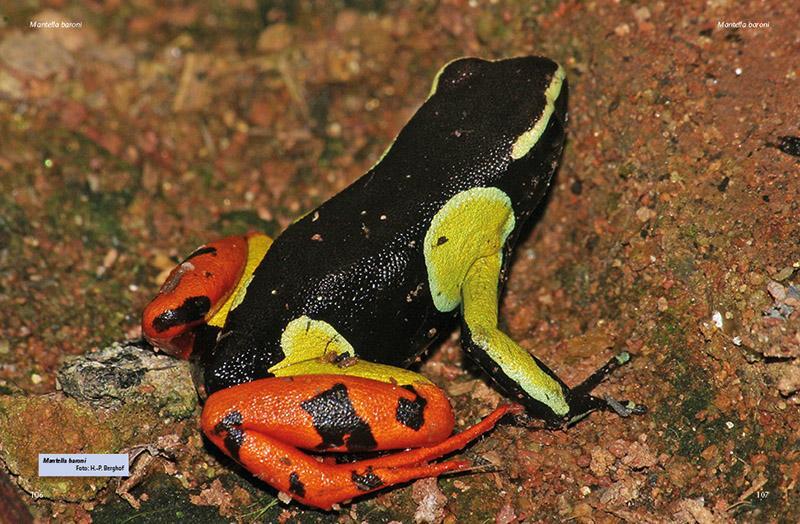 Bild: 9783866592636 | Madagaskar-Buntfrösche | Die Gattung Mantella | Andreas Altenmüller